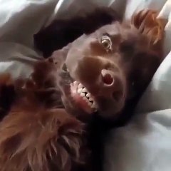 Quand une chienne essaie de sourire. C'est à mourir de rire !