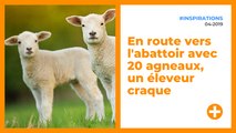 Alors qu’il transportait 20 agneaux à l’arrière de son camion, un éleveur change d’itinéraire…
