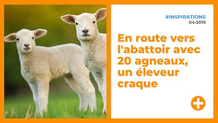 Alors qu’il transportait 20 agneaux à l’arrière de son camion, un éleveur change d’itinéraire…