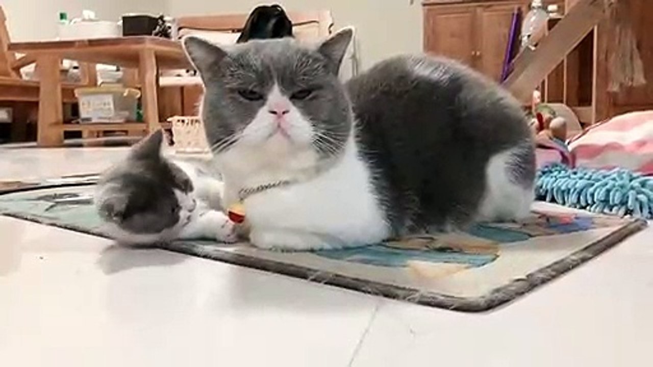 The mummy cat  is quite and patient.