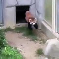 Regardez la réaction de ce panda roux lorsqu'il voit un cafard. Hilarant !