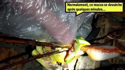 Le super pouvoir de la limace à triangle rouge ? Son mucus!