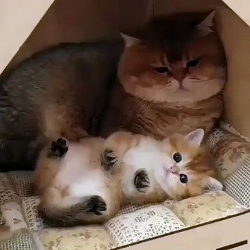 Ce chaton avec sa maman sont trop mignons. Admirez !