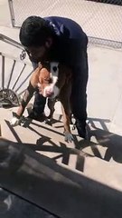 Stubborn Puppy Dog Assisted Upstairs