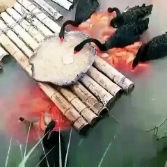 Quand des canards nourrissent des poissons. Admirez ce magnifique esprit de partage !