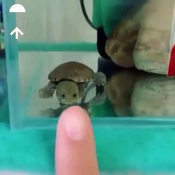Cette petite tortue est effrayée par un doigt. Trop drôle !