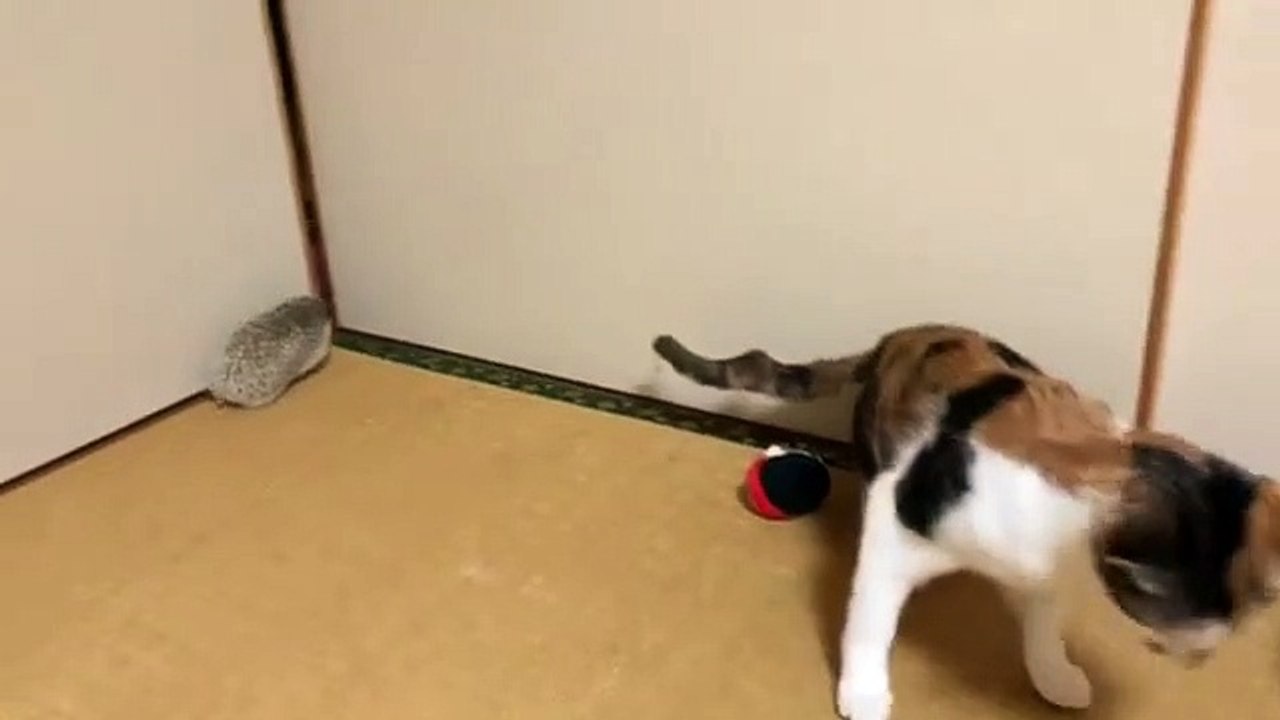 Regardez la réaction de ce chat qui voit un hérisson pour la première fois. Hilarant !