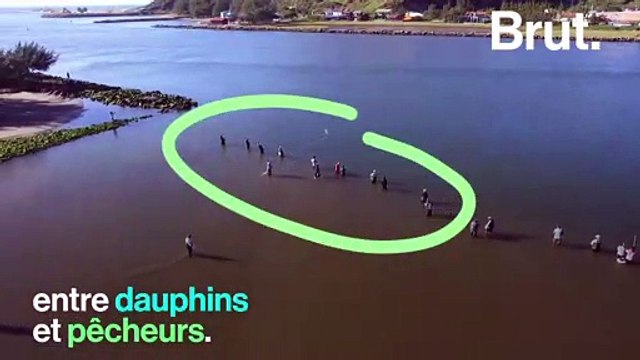 Brésil : quand dauphins et pêcheurs travaillent ensemble