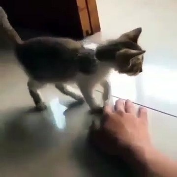Ce chat est réellement fatigué. Ce qu'il va faire est à mourir de rire !