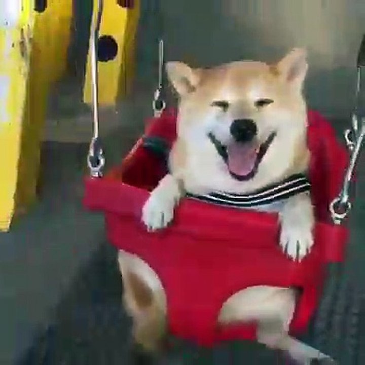 小狗在秋千上
