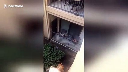 Texas woman treats her new feline neighbour to a house-warming gift