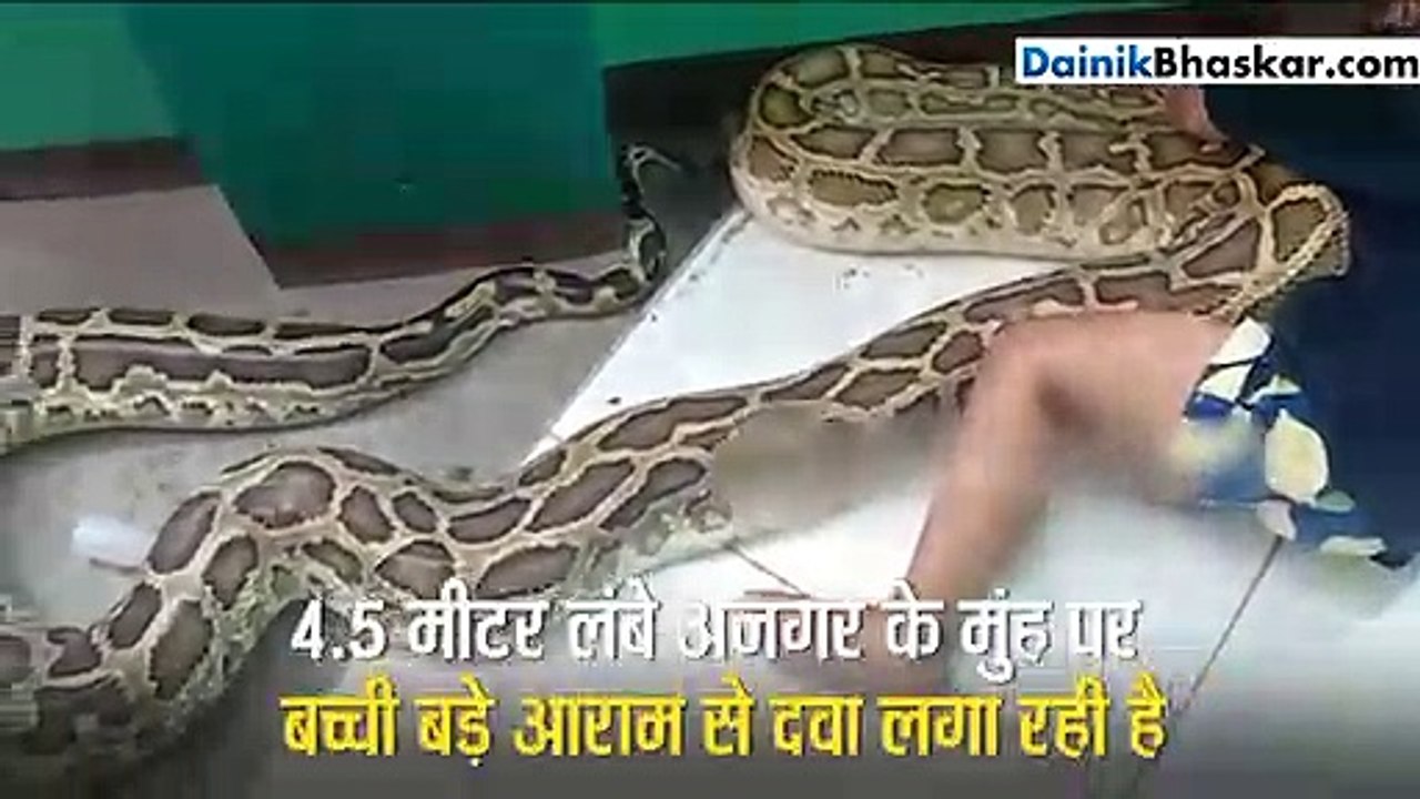 तीन साल की बच्ची ने 4.5 मीटर लंबे अजगर के मुंह...
