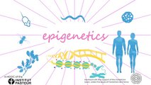FUN MOOC : Epigenetics