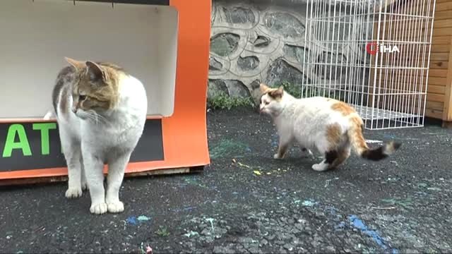 Beyoğlu Belediyesi'nden Hayvan Hakları Düzenlemesine Destek