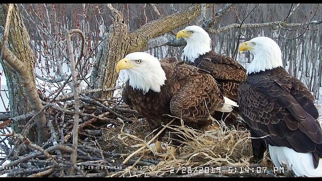 Watch: The eagle chicks with one mum and two dads
