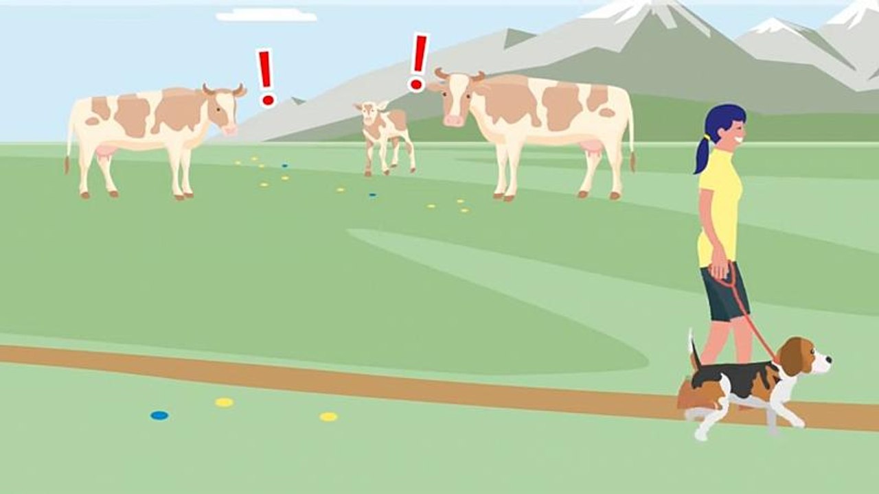 Österreichs Almen: Regeln für Kuh, Hund und Mensch