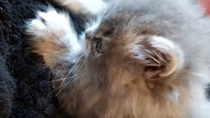 Chaton British Longhair Chatterie de Corsitalia