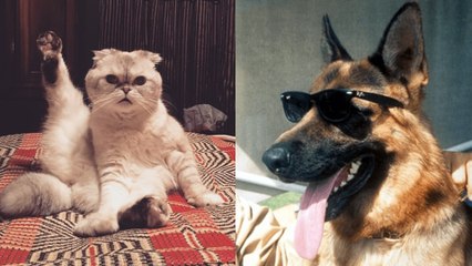 6 of the richest pets of all time
