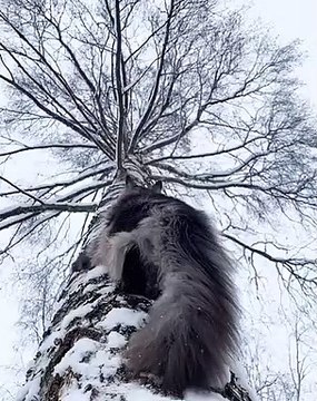 La beauté de cette chatte est tout simplement incroyable. Admirez !!
