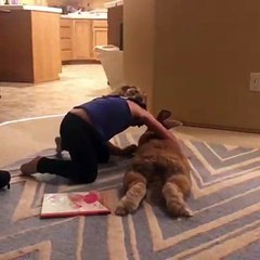 Quand ton enfant de trois ans a la même pointure de pied que ton lapin. Étonnant !