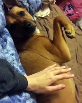 Ce chien fait tout pour avoir des caresses. Hilarant !