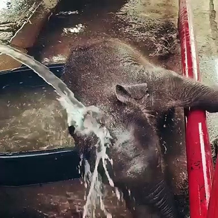 Quand un bébé éléphant prend son bain. Trop marrant !