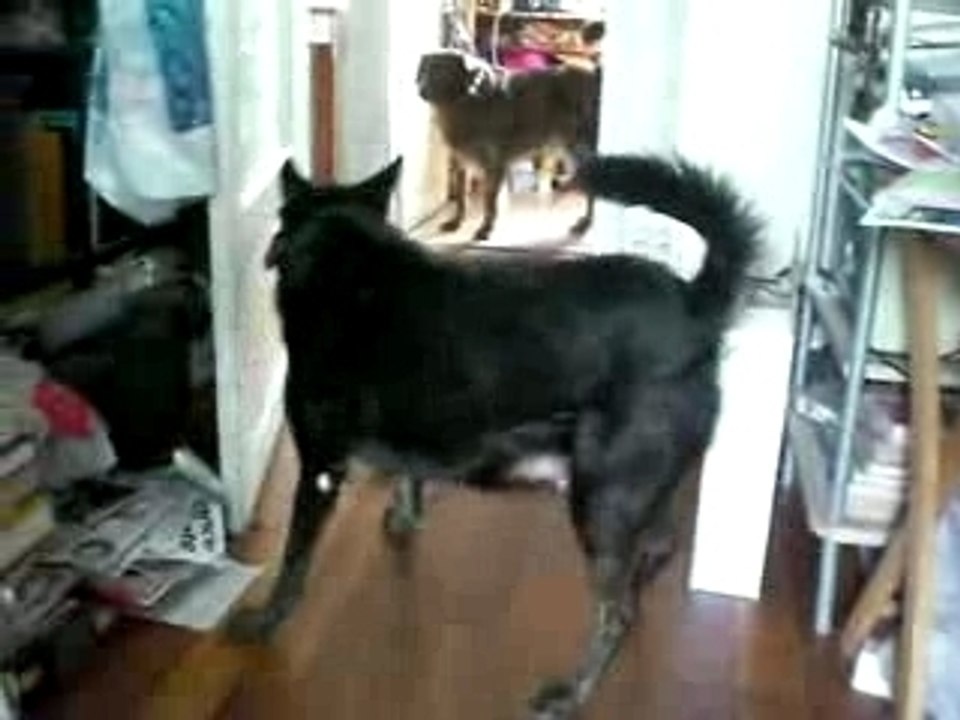 Kwai kwai en tension chien tendu nerveux enragé