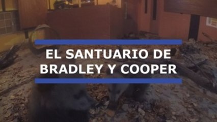 Santuario griego acoge a dos bebés oso separados de su madre por un pastor
