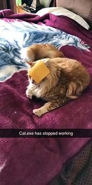 Cat Can't Handle Cheese Slice on Face