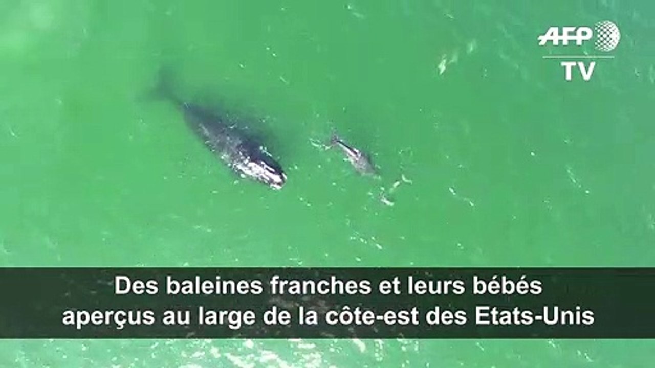 Des baleines franches et leurs bébés aperçus au large des Etats-Unis