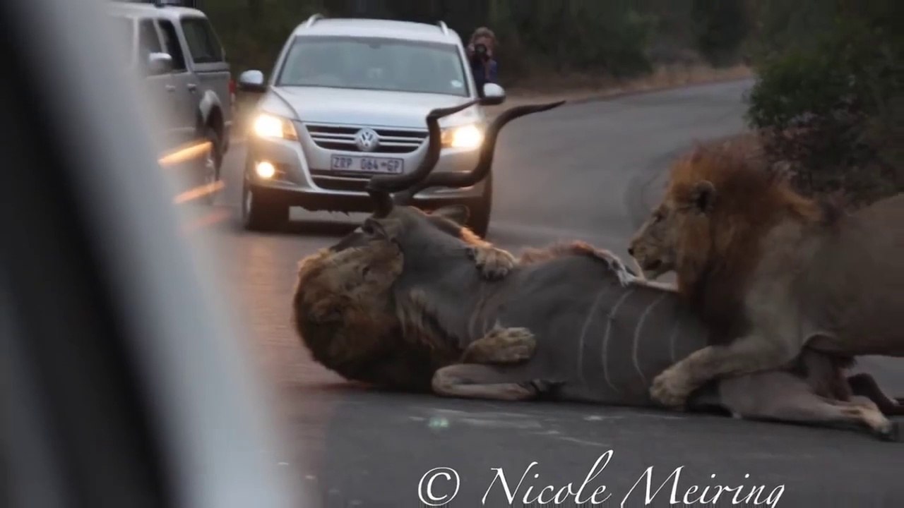 2 lions s'en prennent à une antilope : Scène incroyable au Kruger National Park