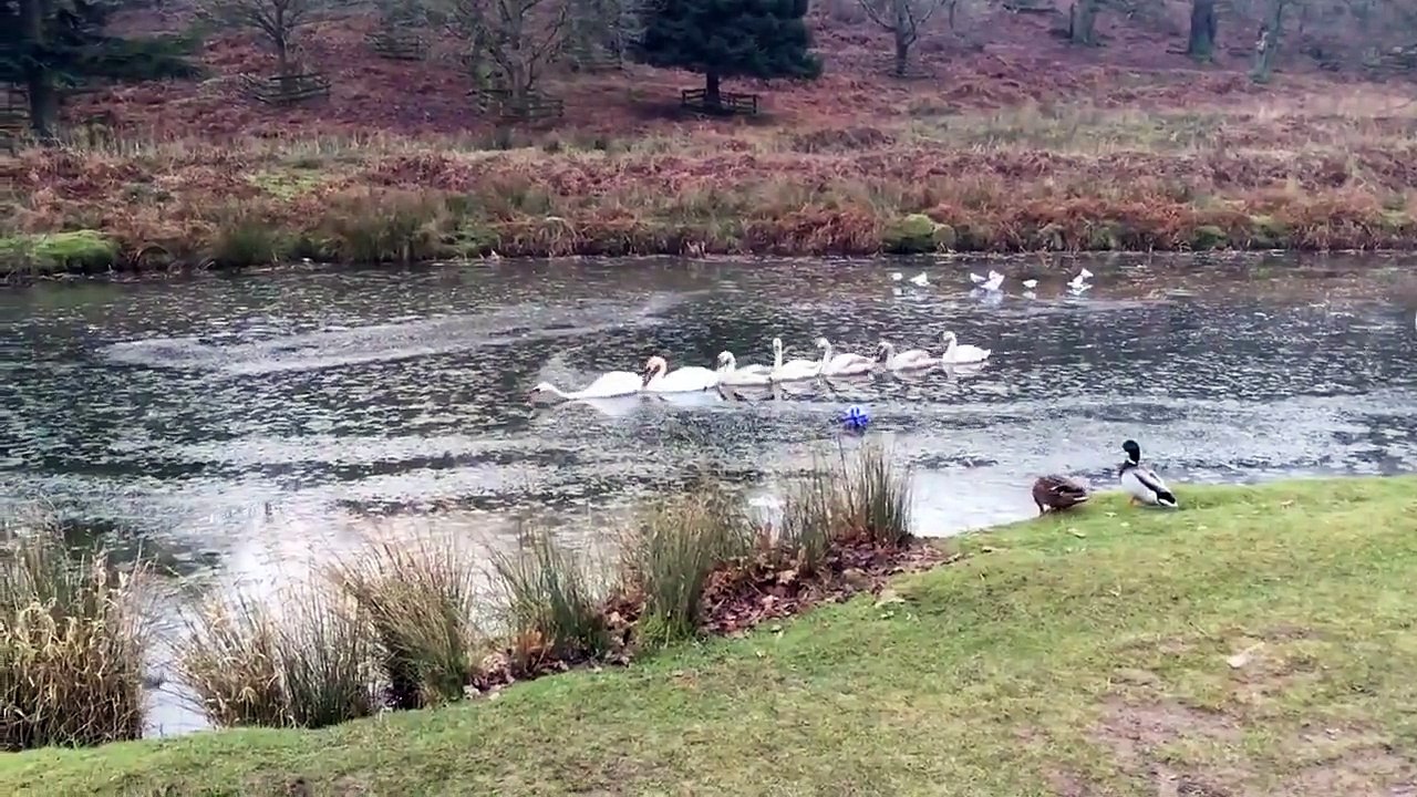 Cette famille de cygnes navigue en mode Brise glace dans la rivière