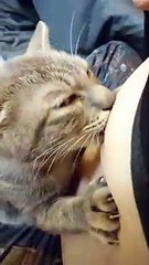 Ce chat tète son maître... Petit problème de sevrage