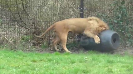Un lion se retrouve la tête coincée dans un baril en plastique au zoo