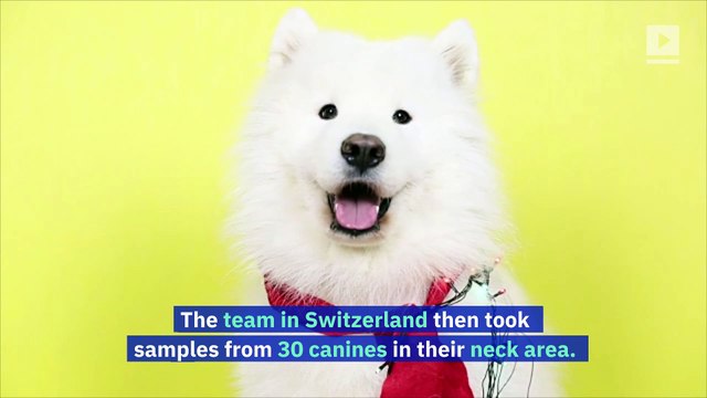 Study Says Dogs Carry Less Germs Than Bearded Men