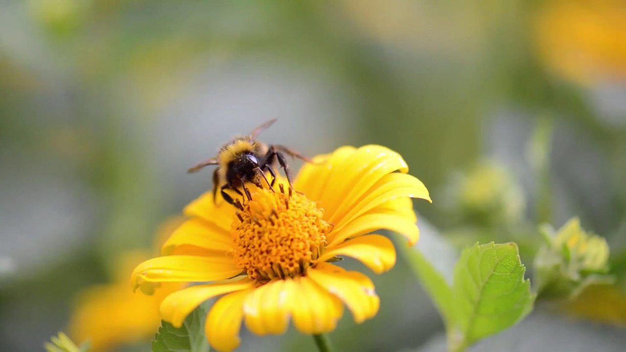 The Health Benefits of Bee Pollen Are Actually Pretty Surprising
