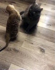 Playful Meerkat and Cat Wrestling Match