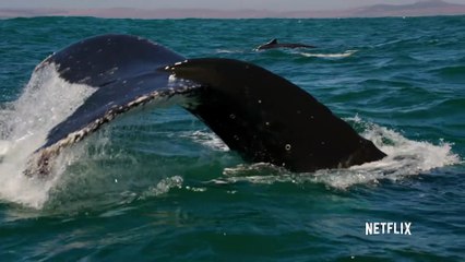 Our Planet Documentary movie clip - Humpback Whales