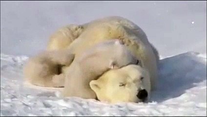Polar Bear Baby Playing With his mom