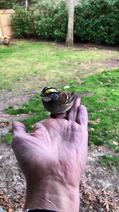 Little feathered visitor
