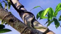 Amazing Paradise Flying Snake – Snake Really Can Fly