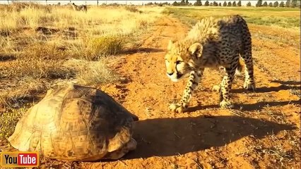 Cheetah is Helpless When Confronted Big Turtle