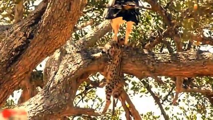 Eagle too fast, Cheetah knock Eagle out to save the baby