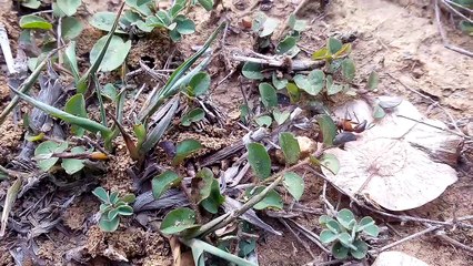 Hunter spider. How does a spider hunting.