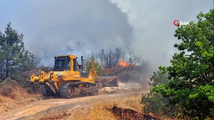 Küle dönen ormanlık alan ekilen 2 milyon fidanla yeşertildi