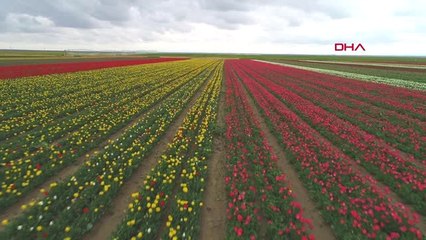Konya Ovası'ndaki Lale Tarlasına Ziyaretçi Akını