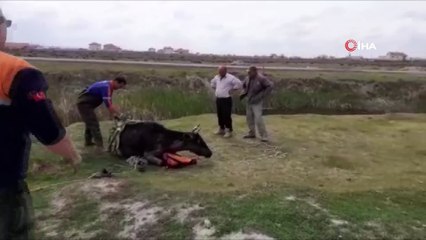 Aksaray’da bataklığa saplanan dana AFAD tarafından kurtarıldı