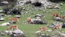 Dağ keçileri sürü halinde otlarken görüntülendi