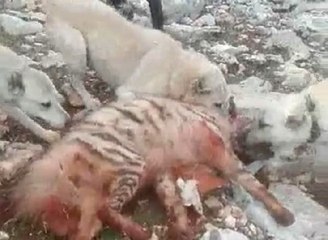Çizgili Sırtlanı Köpeklere Parçalatan 5 Kişiye Para Cezası