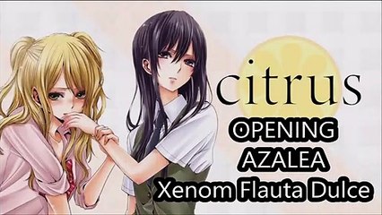 Citrus OP - Azalea - Xenom Flauta Dulce